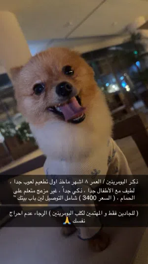 ذكـر الـبـومرينيان