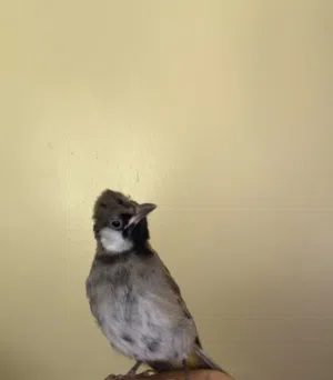 بلابل عراقي
