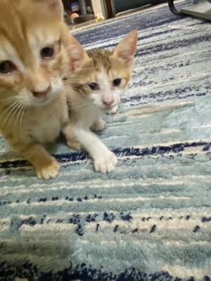 قطط للتبني 3 شهور