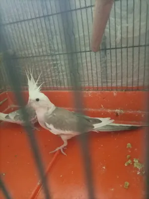 ‏طيور‏4