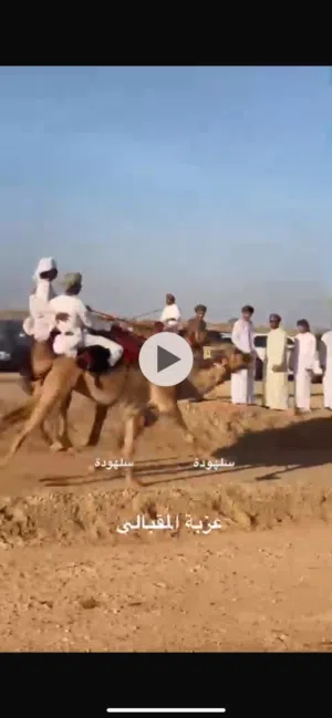 جمل للبيع يلي يبا يتواصل علا ده الرقم