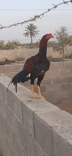 ديك بكستاني للبيع