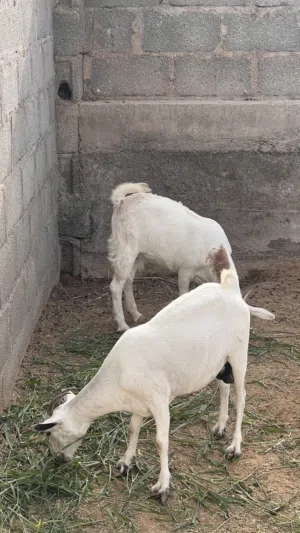 غنم من حلال الصلالي