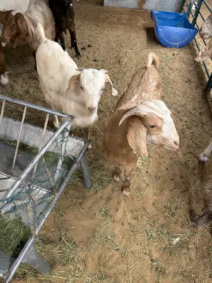 للبيع غنم عمانيات