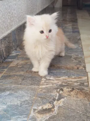 متوفر ذكور شيرازي بيور