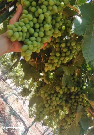 Farm Land for Sale in Ajloun Sakhra