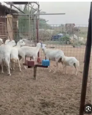 مطلوب جعد حباصي نوع صغير ويفضل الابيض