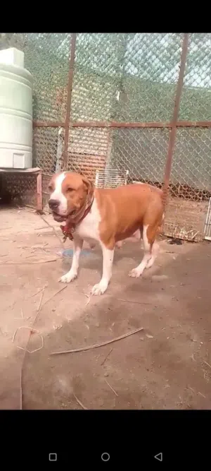 نقيه بتبول طالبه فحل