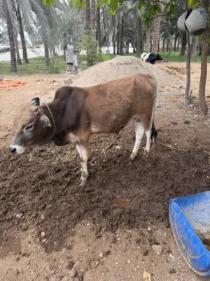 للبيع حلال دار وخارجي مطعومات