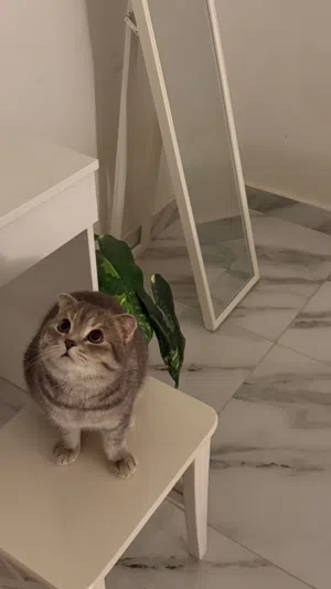 قط ذكر سكوتش فولد