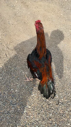 ديك باكستاني (بنجابي)