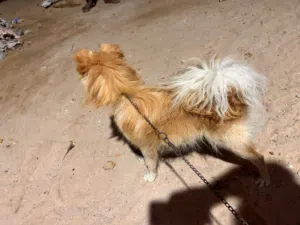 انثي  كلبه زينه