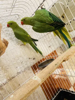 ذرة هندية طرفين الله يبارك