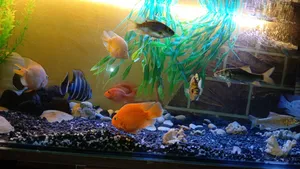 Fish1