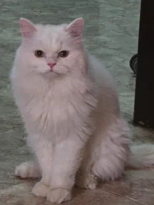 Fully vaccinated Persian Young Male