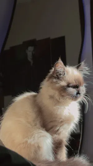 قط للبيع عمرو6اشهر