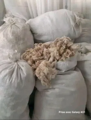 مطلوب صوف سعي