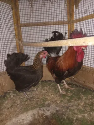 للبيع ديك ودجاجه
