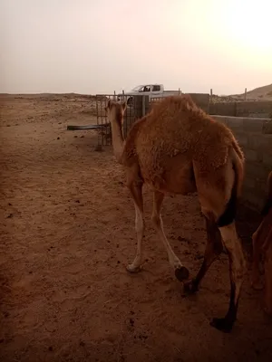 ‏جمال‏4