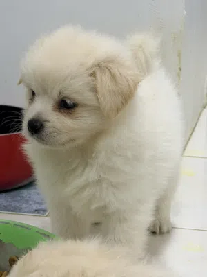 Maltese puppy for sale