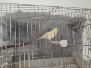 للبيع في الخليل انثا كناري صلات النبي امعبيا وجاهزة امقمبرة فل حبا اكبيرا صلات النبي المعني