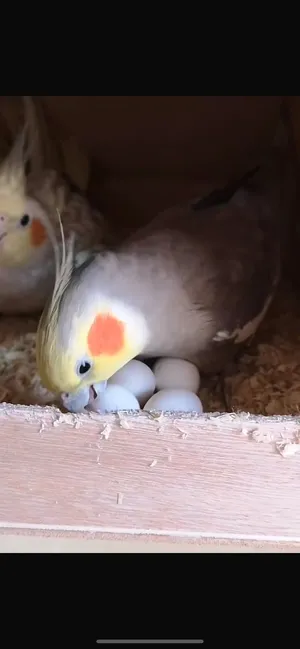 ‏ببغاء‏0