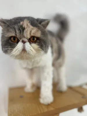 بكي فيس بيور للتبني