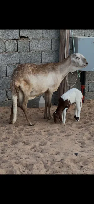 نعجه خرطومي تحتها حولي السن اول جمع
