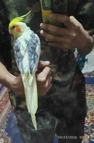 كوكتيل اليف