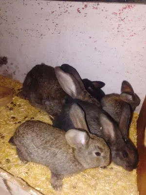 ارانب اوكراني على الماني