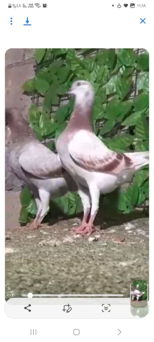 3 جواز وفرخين حبات نخب