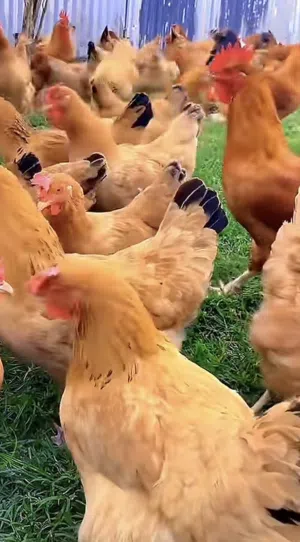 السلام عليكم للبيع بيض مخصب فرنسي كولمبي ابيض واحمر وكوشن للبيع زوج فزن الصفرد الافريقي ا