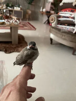 بلبل خد ابيضّ بحاله جيده ونشيط عمره تقريبا ثلاث أسابيع صحته أمورها طيبه ميه بالميه