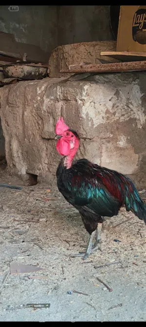 ديك ابو ركيبة للبيع
