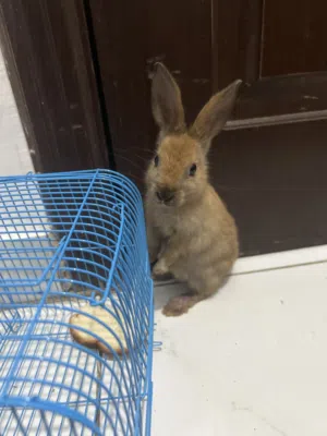 للبيع أرنب صغير لعوب مع القفص