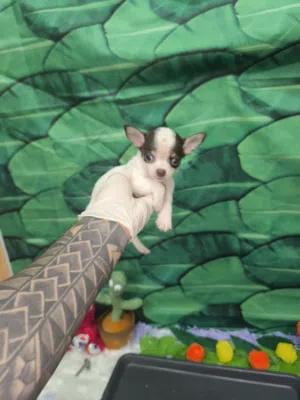teacup Chihuahua (merle colors)