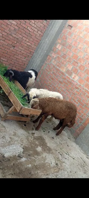 Sheep3