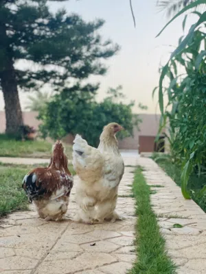 عتوقه ليموني من انتاج علي بن خليل صورت الأمهات آخر صوره