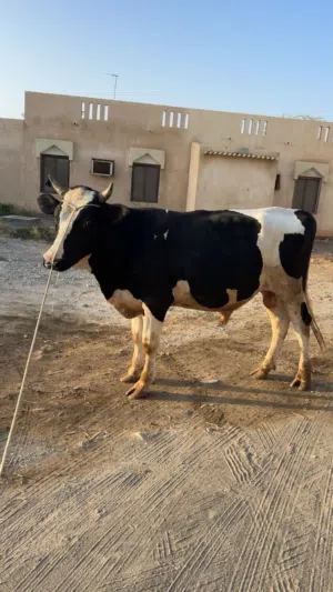 للبيع عجل نمساوي حلو مال تربيه او حق بقر ماقالع شي