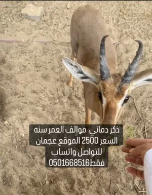 غزال الدماني ذكر عمره سنه موالف ويقارب وينطح مطلوب 2500 درهم الموقع عجمان التواصل واتساب فقط