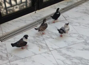 حمام كنك للبيع
