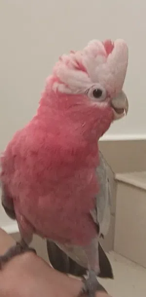 Rose breasted galah cockatoo parrot