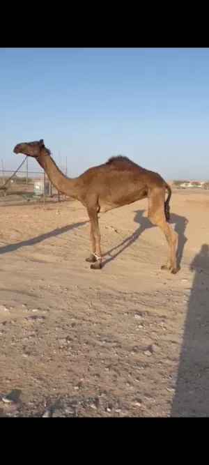 بكره  الاب ضبيان  الم بنت شاهنيه   سنهاه ثلاث سنوات   ابكرهالياهوميه