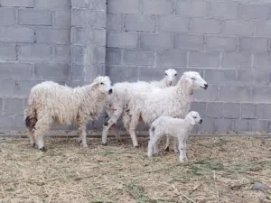 للبيع حلال طيب