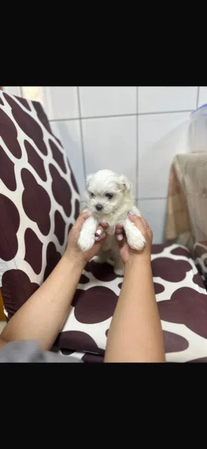 ready for new home