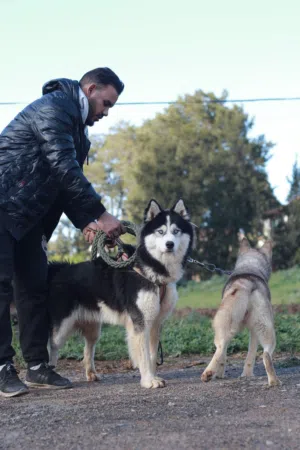 كلاب الهسكي