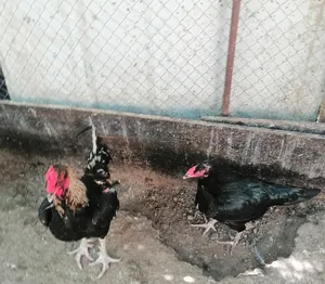 دجاج بكستاني للبيع