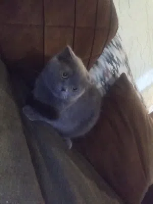 أنثى برتش عمر سنه
