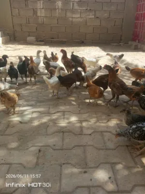 كتكوت عربي عمر شهر و 20 يوم حجم ونظافة ما شاء الله