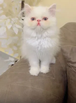 بسم الله للبيع بنوته هيمالايا